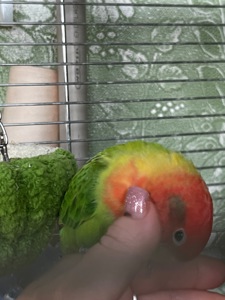 Ручной неразлучник(выкормыш)