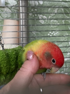 Ручной неразлучник(выкормыш)