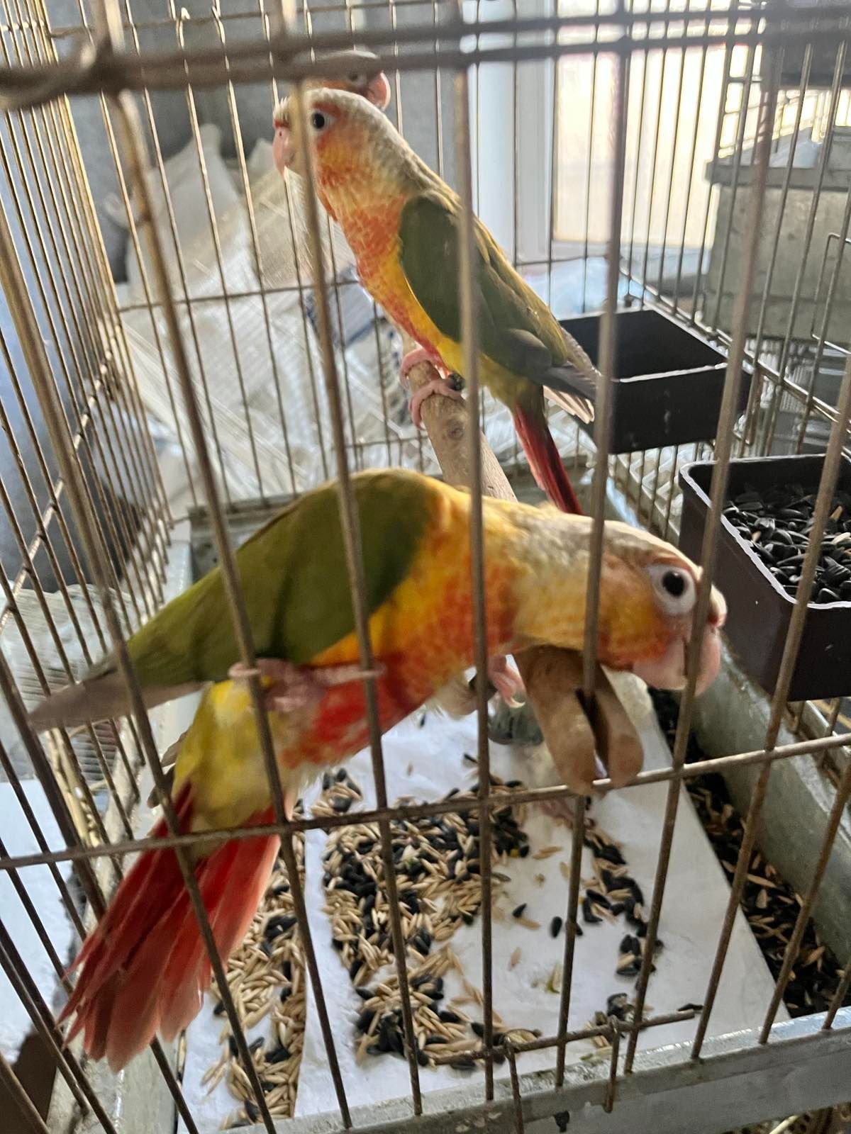 Продам ручних викормишей пірури