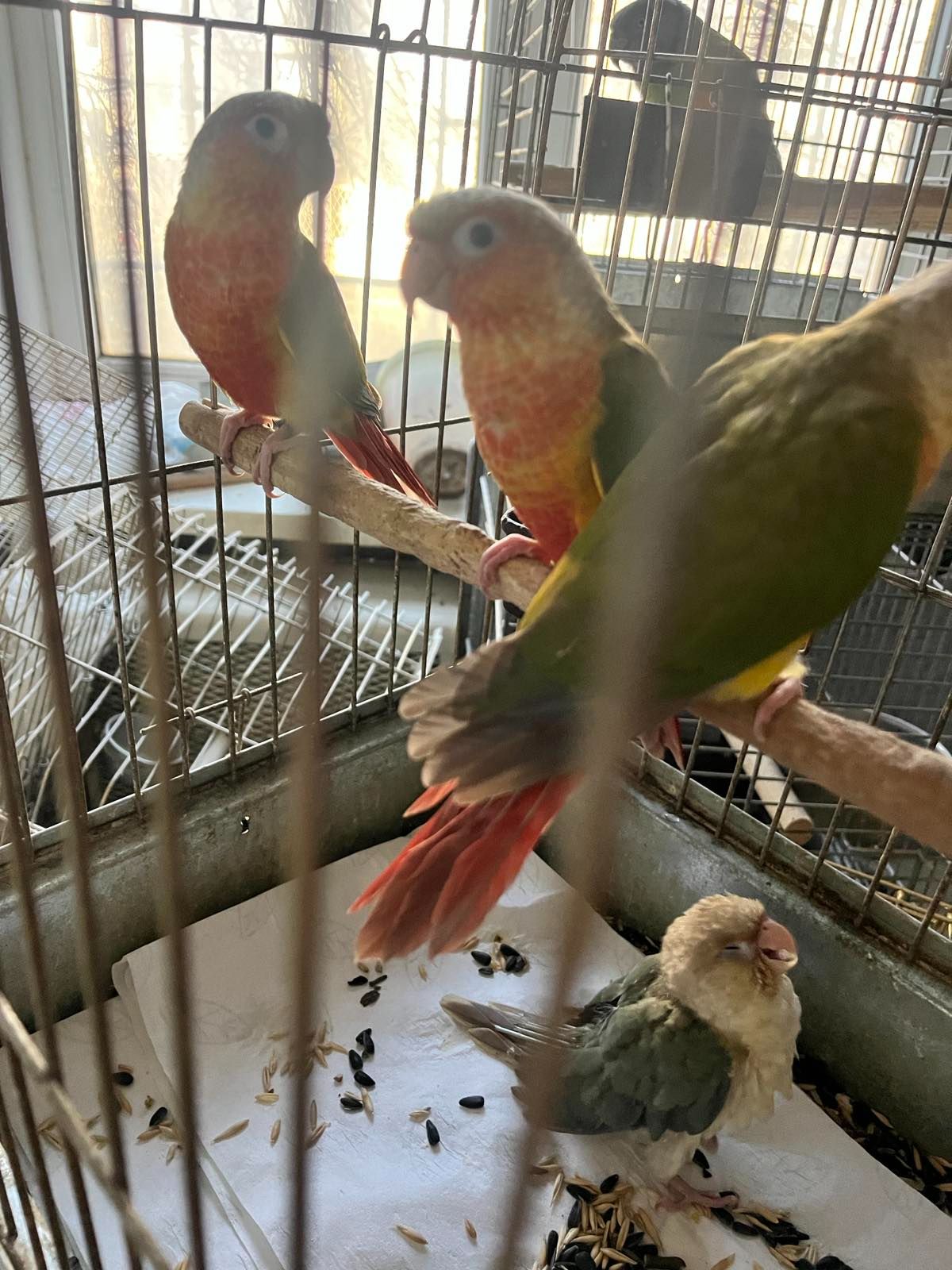 Продам ручних викормишей пірури