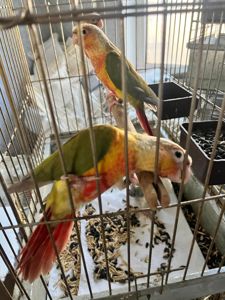 Продам ручних викормишей пірури