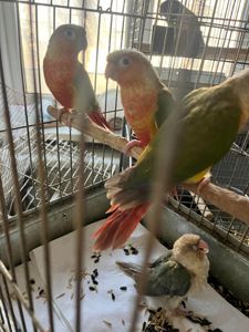 Продам ручних викормишей пірури