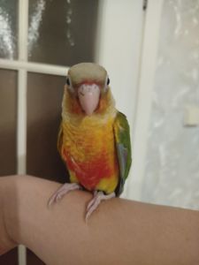 Продам ручних викормишей пірури