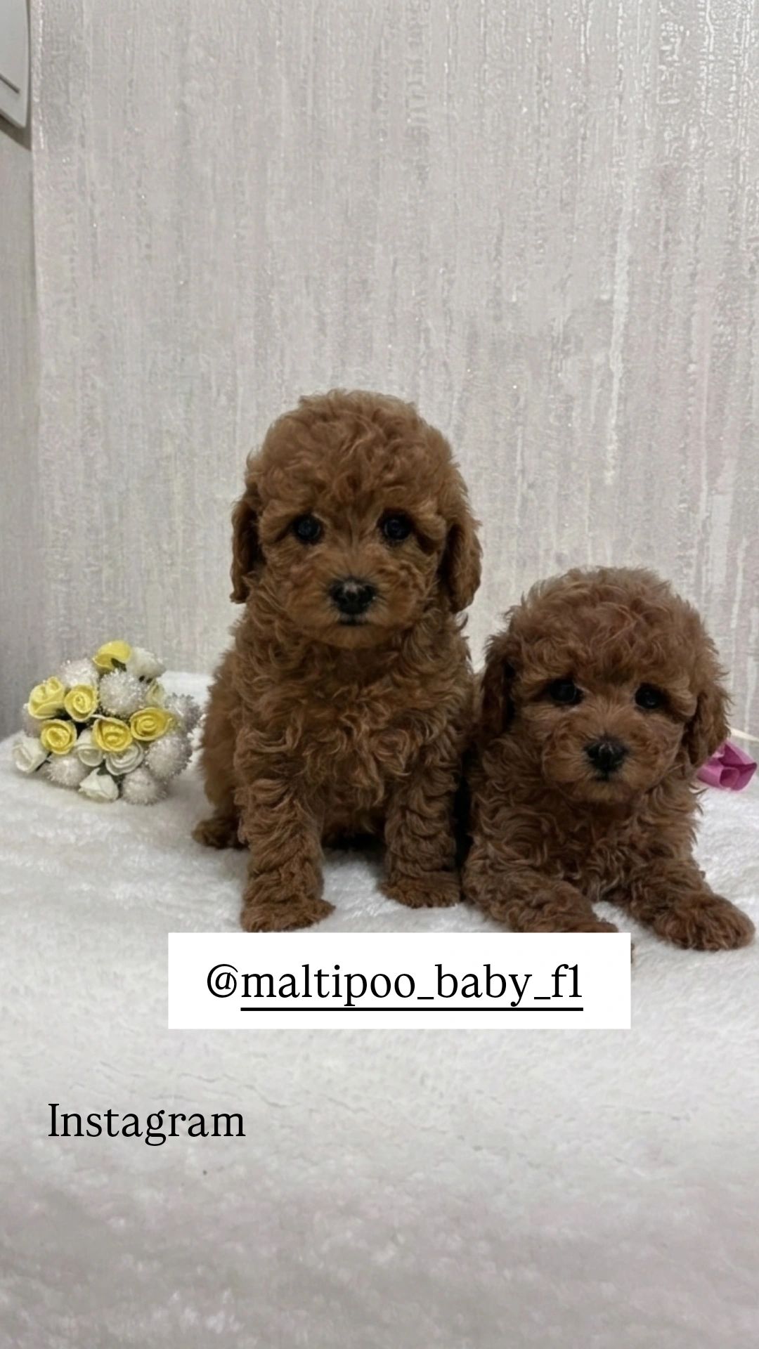 Щенки той- пуделя ред Браун