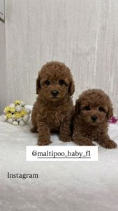 Щенки той- пуделя ред Браун