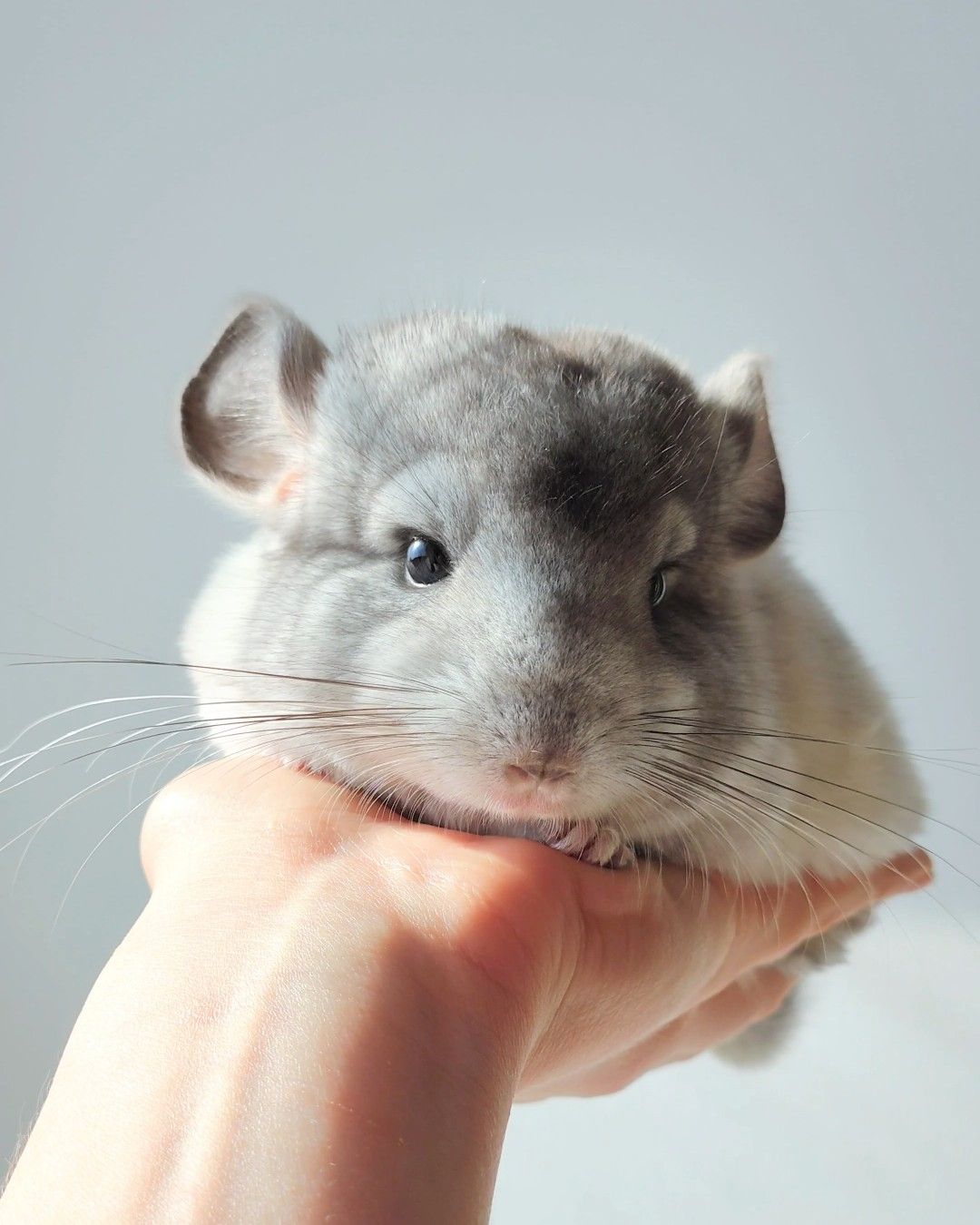 Кукольний малюк 🩵