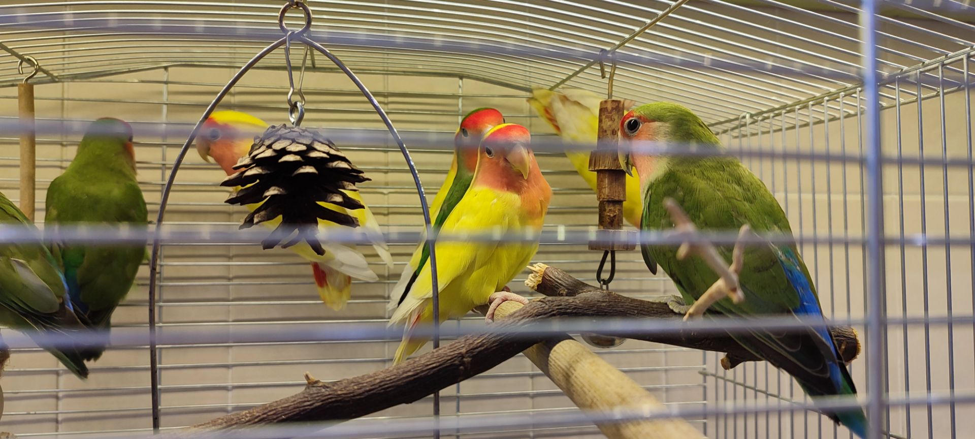 Рожевощокі нерозлучники, фішери