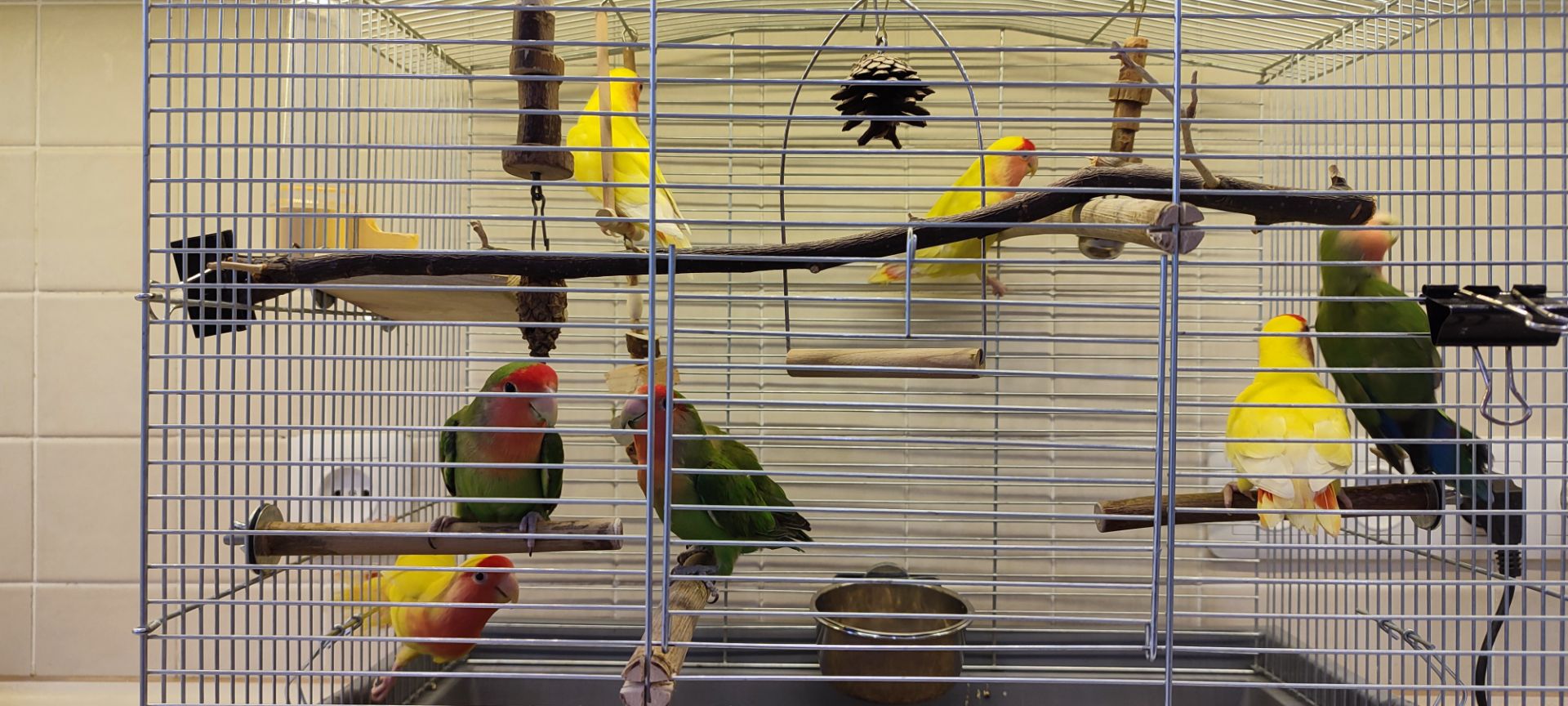 Рожевощокі нерозлучники, фішери