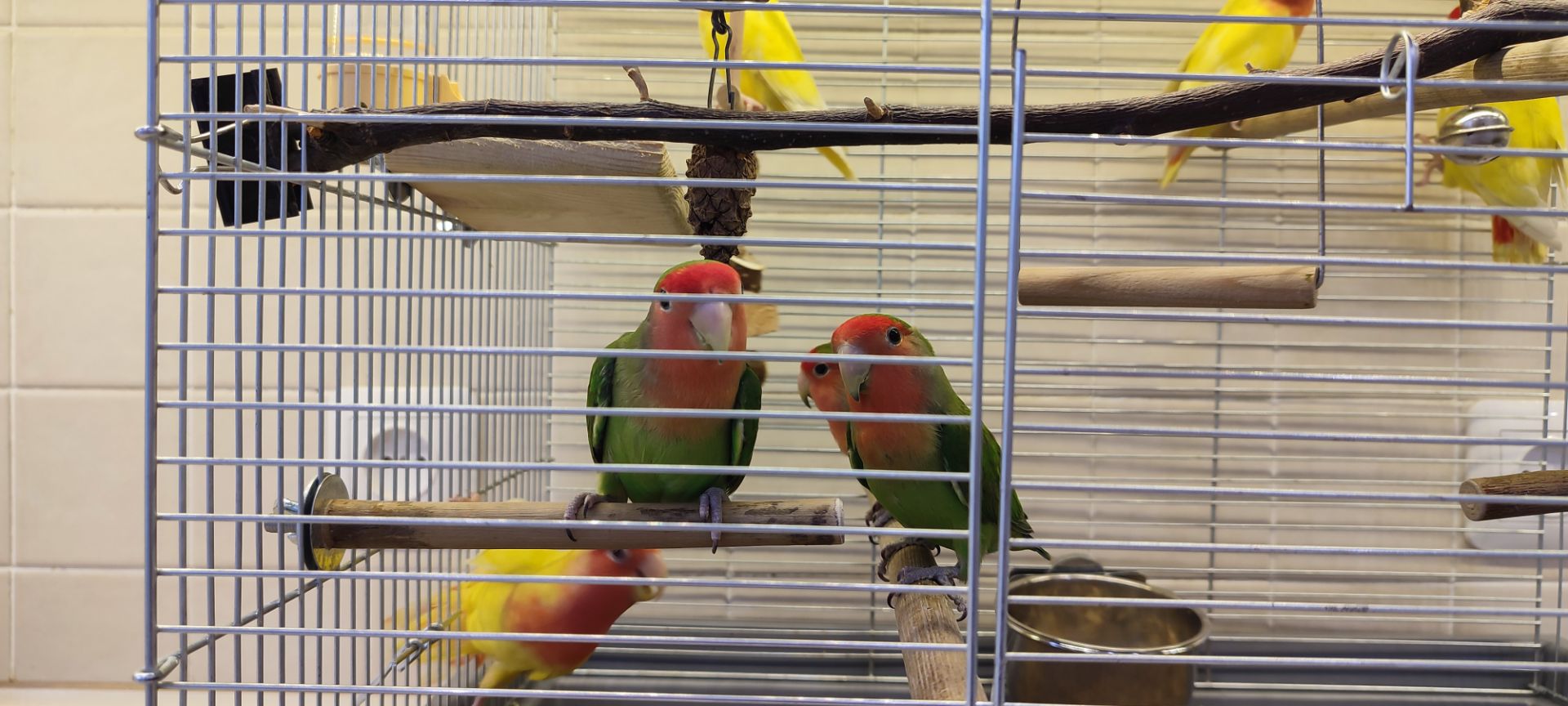 Рожевощокі нерозлучники, фішери