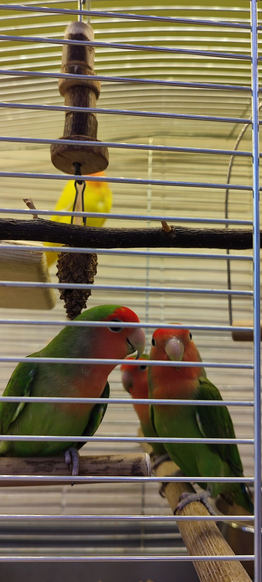 Рожевощокі нерозлучники, фішери