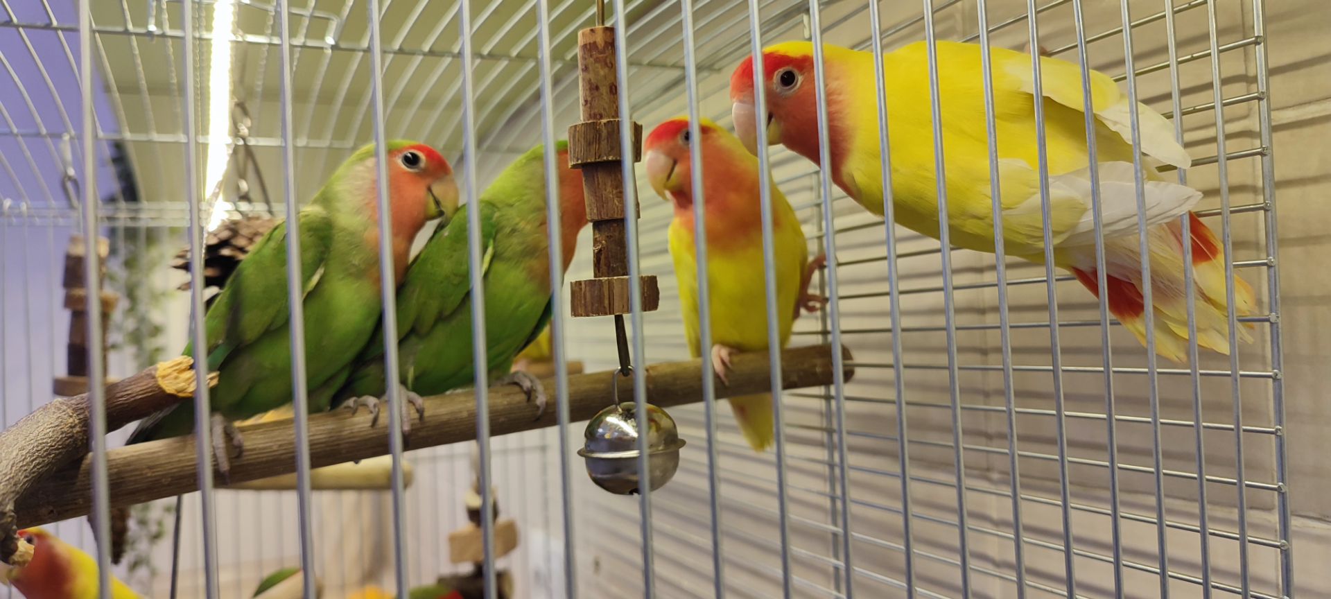 Рожевощокі нерозлучники, фішери