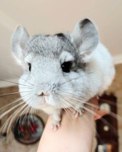 Кукольний малюк 🩵