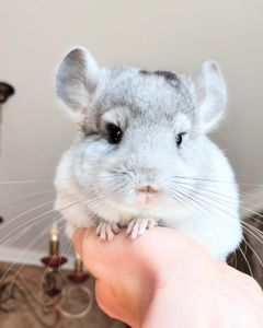 Кукольний малюк 🩵