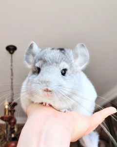 Кукольний малюк 🩵