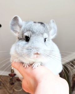 Кукольний малюк 🩵