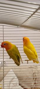 Рожевощокі нерозлучники, фішери