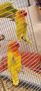 Рожевощокі нерозлучники, фішери