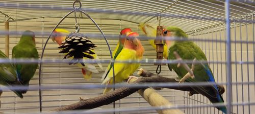 Рожевощокі нерозлучники, фішери