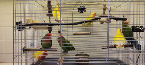 Рожевощокі нерозлучники, фішери