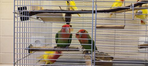 Рожевощокі нерозлучники, фішери