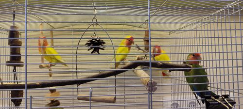 Рожевощокі нерозлучники, фішери