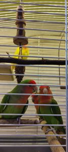 Рожевощокі нерозлучники, фішери