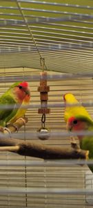 Рожевощокі нерозлучники, фішери