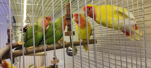 Рожевощокі нерозлучники, фішери