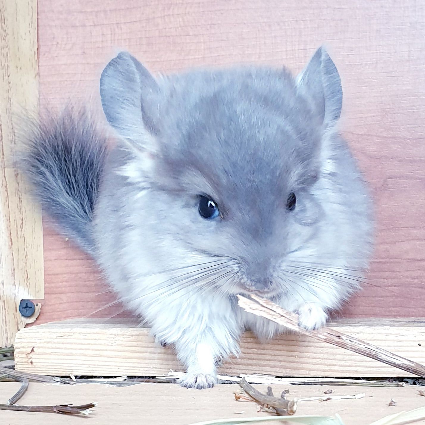 Маленький самец шиншиллы фиолетовая ангора