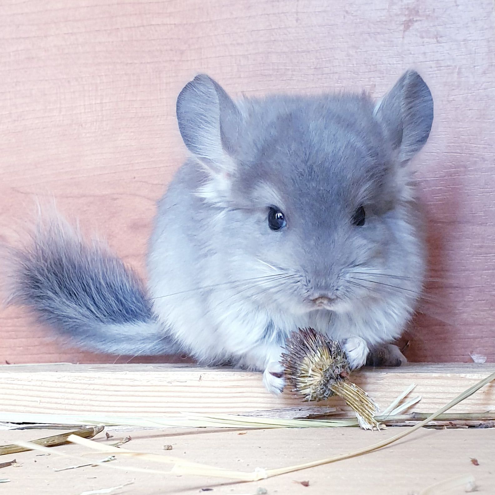 Маленький самец шиншиллы фиолетовая ангора