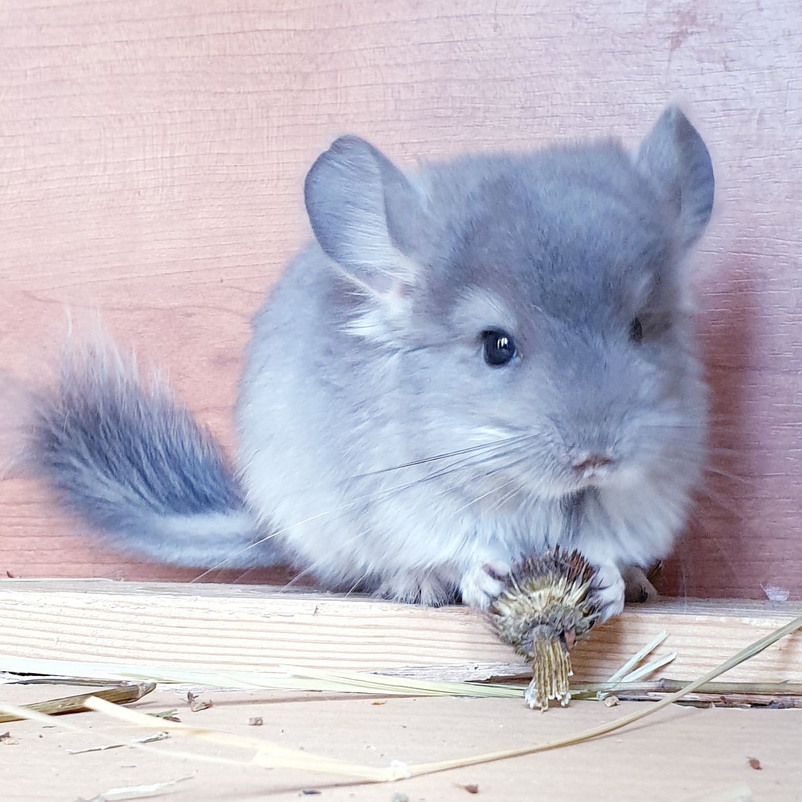 Маленький самец шиншиллы фиолетовая ангора