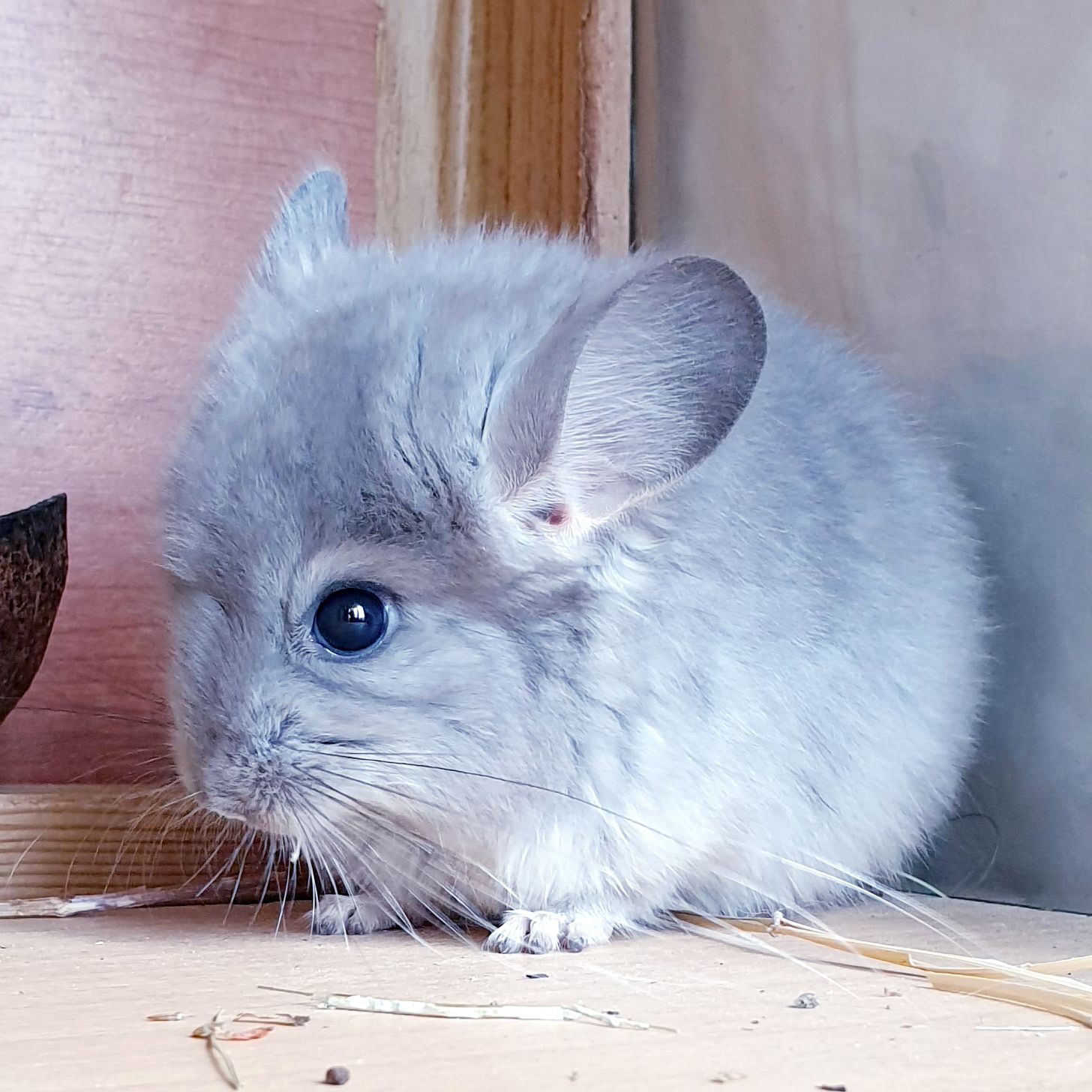 Маленький самец шиншиллы фиолетовая ангора