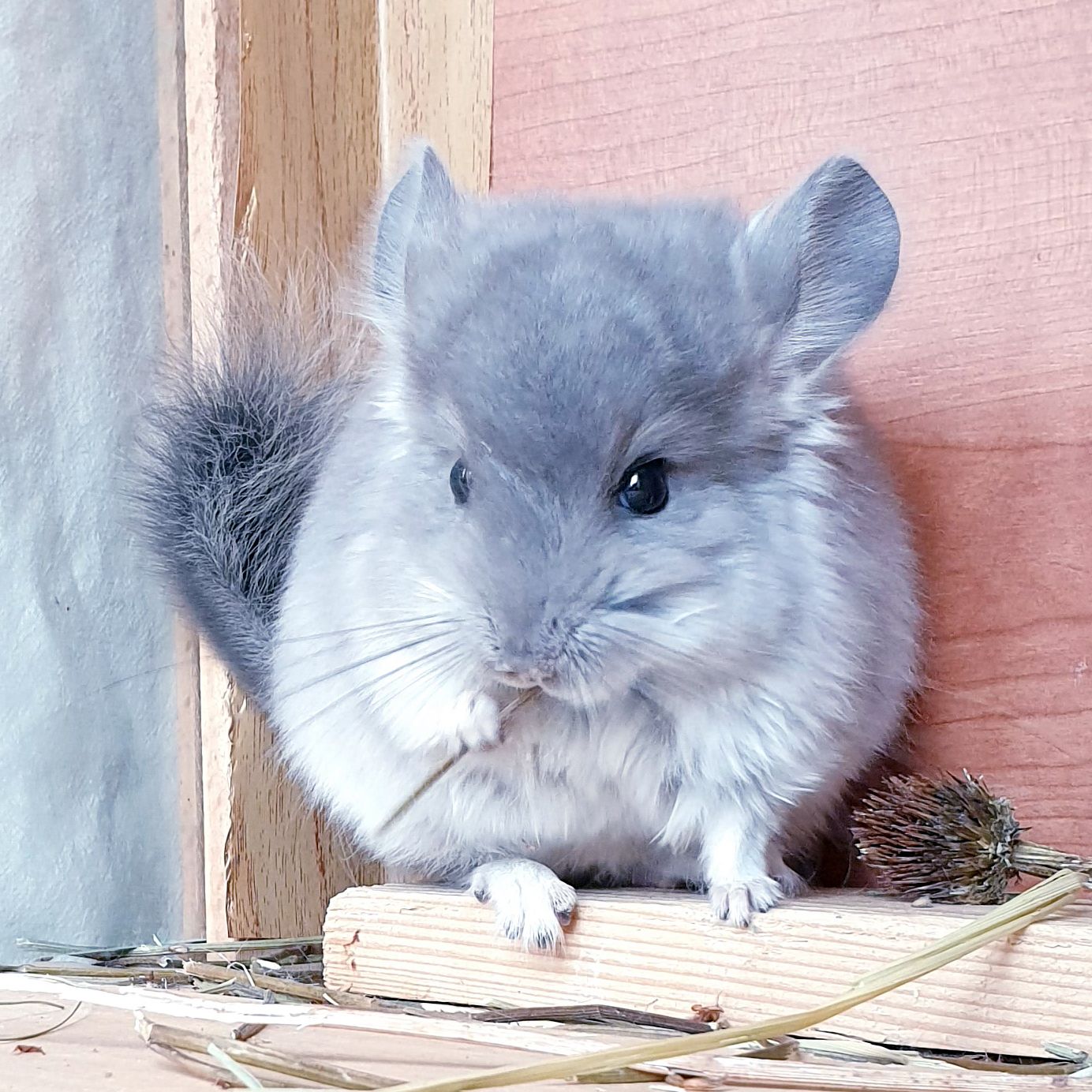 Маленький самец шиншиллы фиолетовая ангора