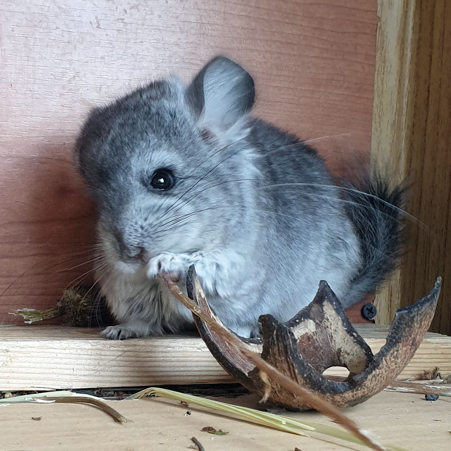 Маленький самец шиншиллы Ангора стандарт носитель фиолета