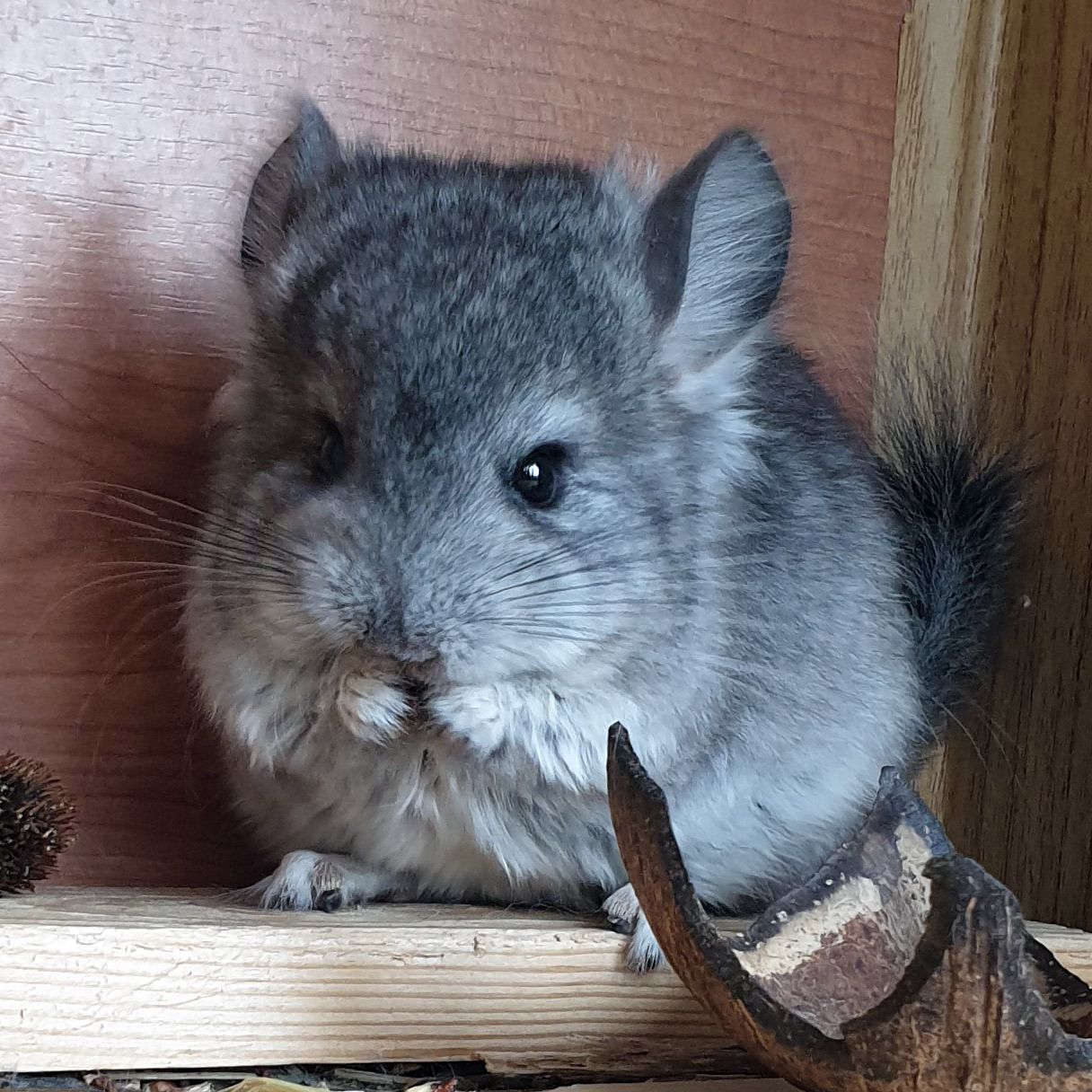 Маленький самец шиншиллы Ангора стандарт носитель фиолета