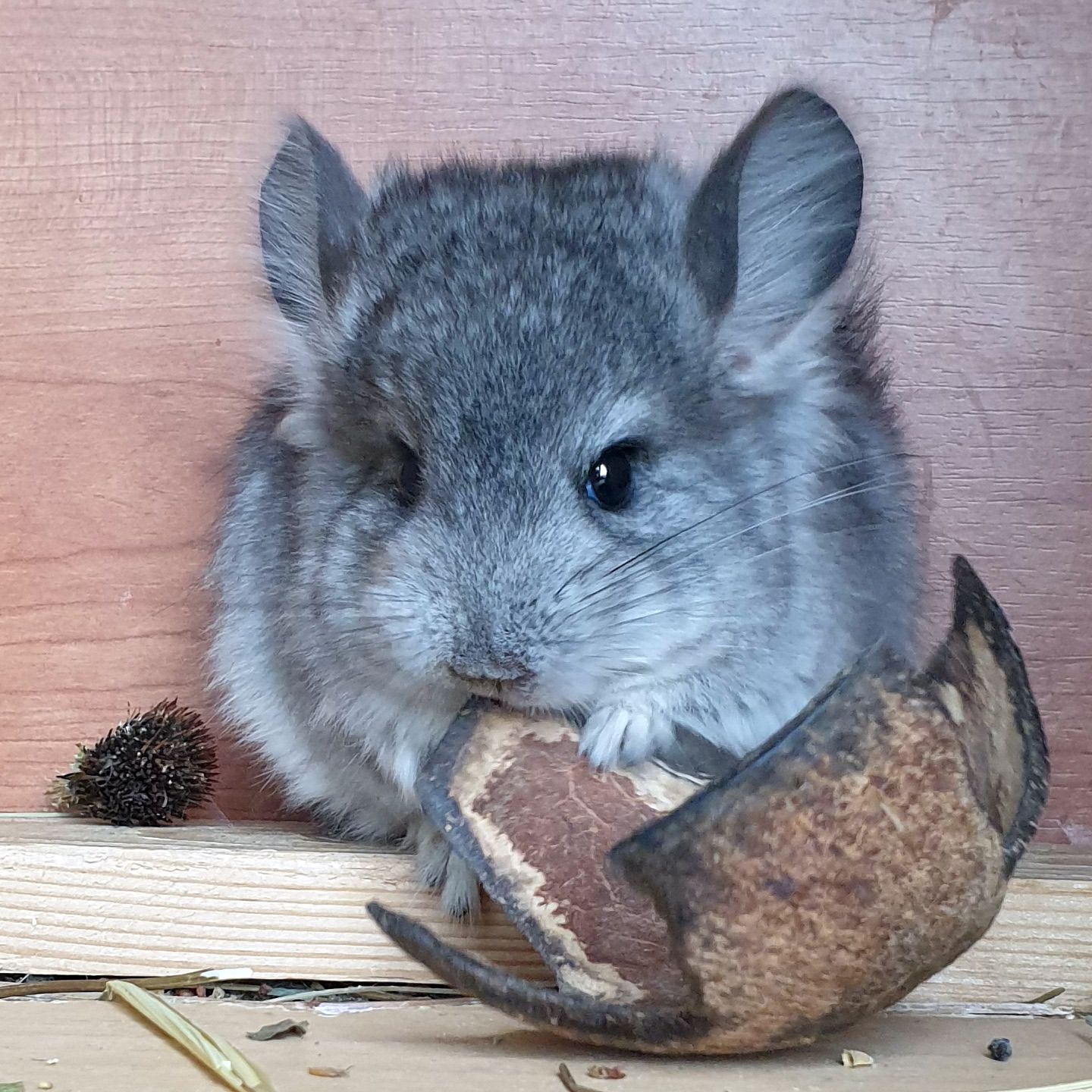 Маленький самец шиншиллы Ангора стандарт носитель фиолета