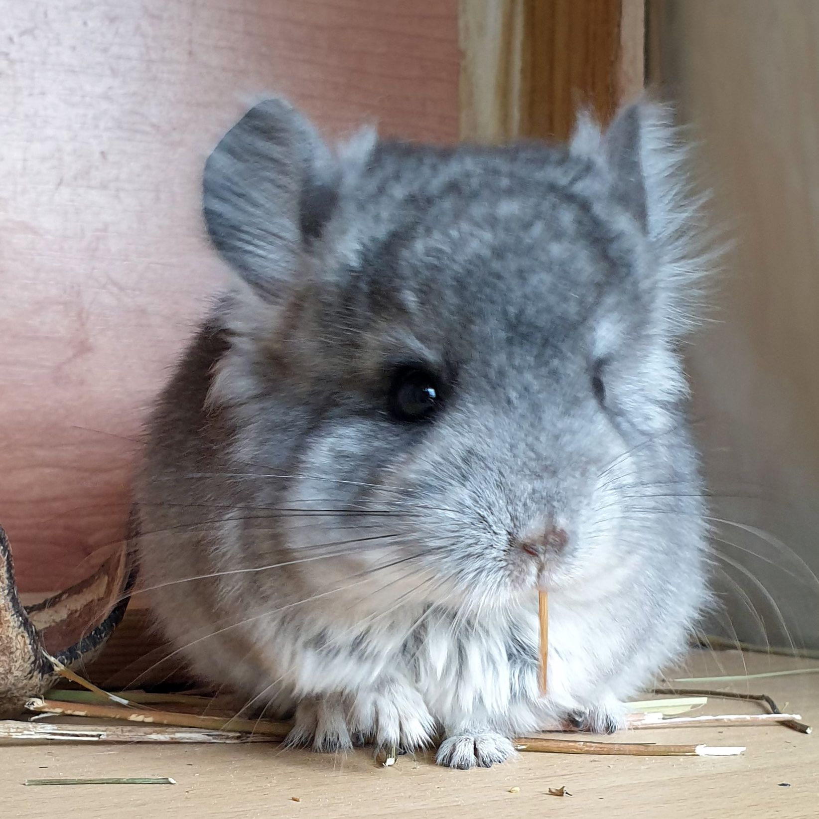 Маленький самец шиншиллы Ангора стандарт носитель фиолета