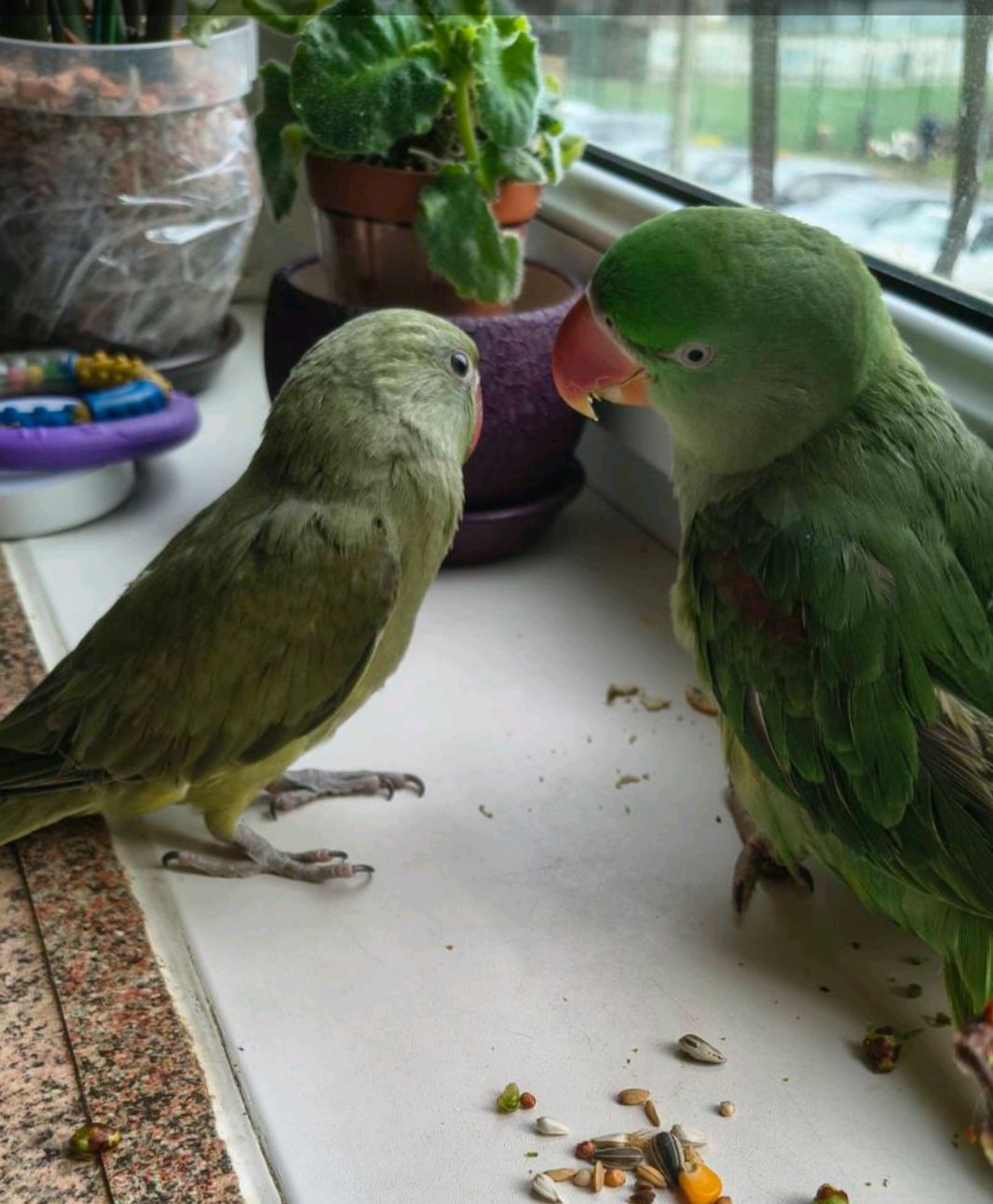 Малюк ожерелового папуги, . 🦜