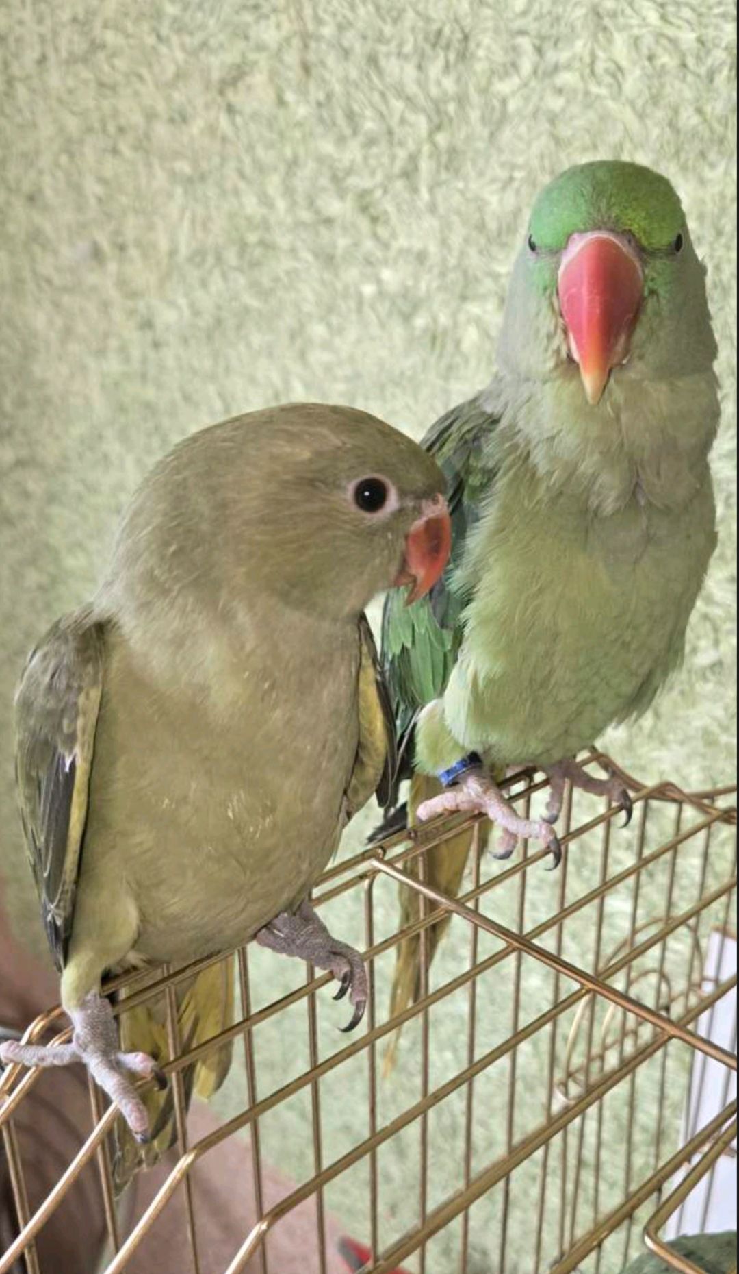 Малюк ожерелового папуги, . 🦜