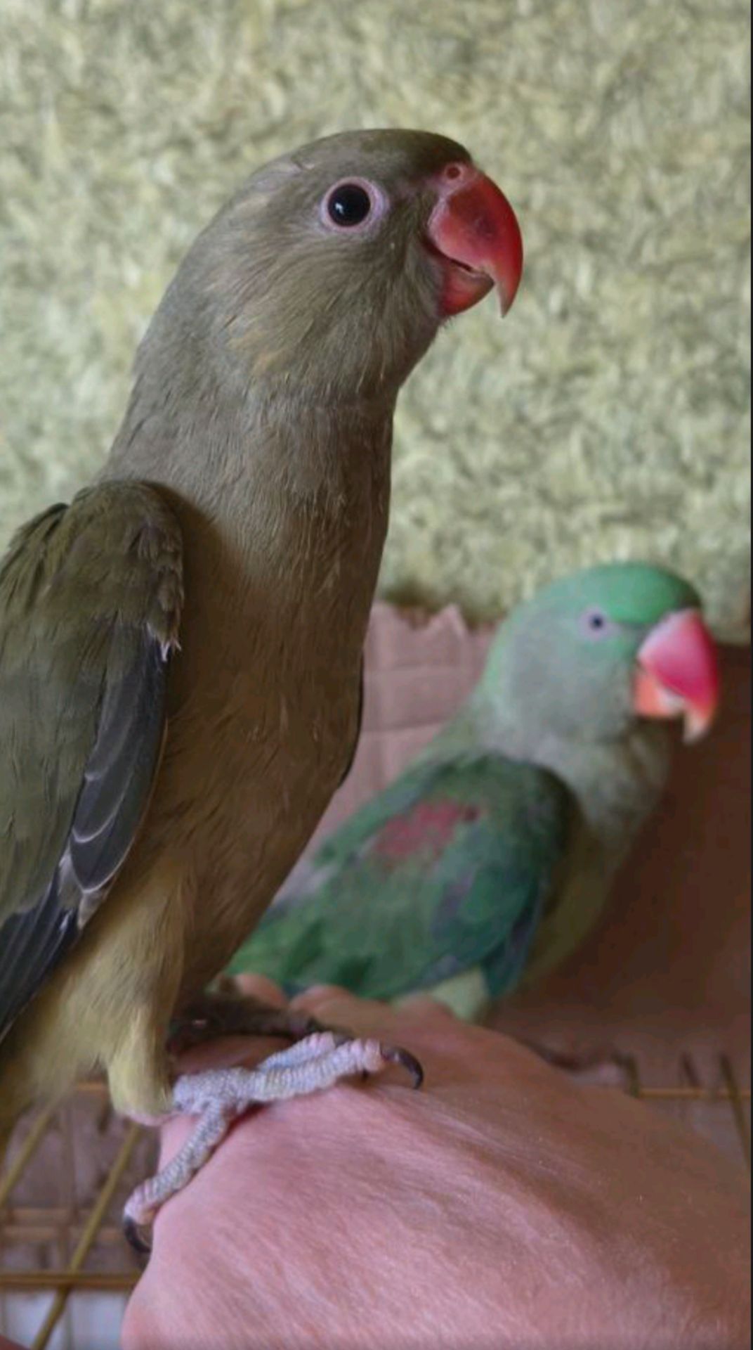 Малюк ожерелового папуги, . 🦜