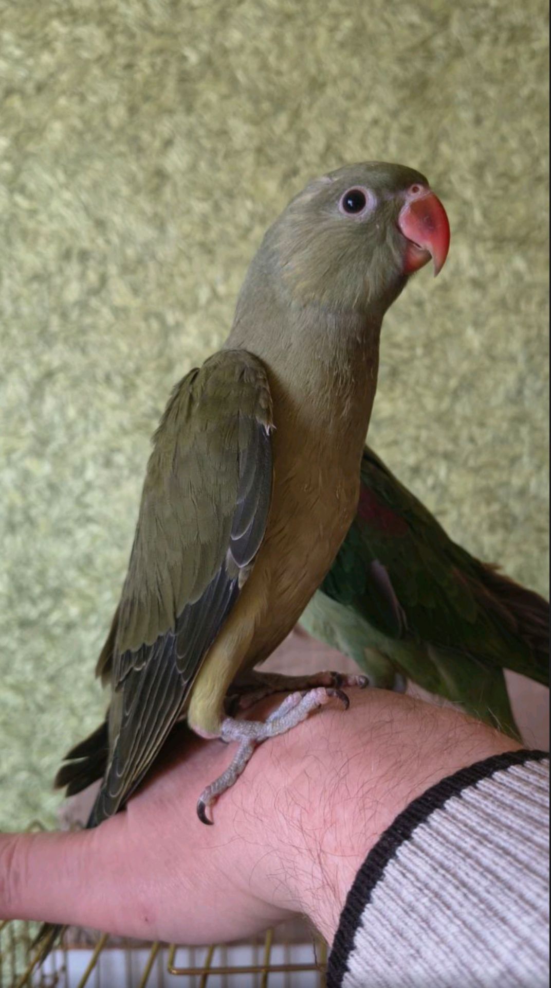 Малюк ожерелового папуги, . 🦜