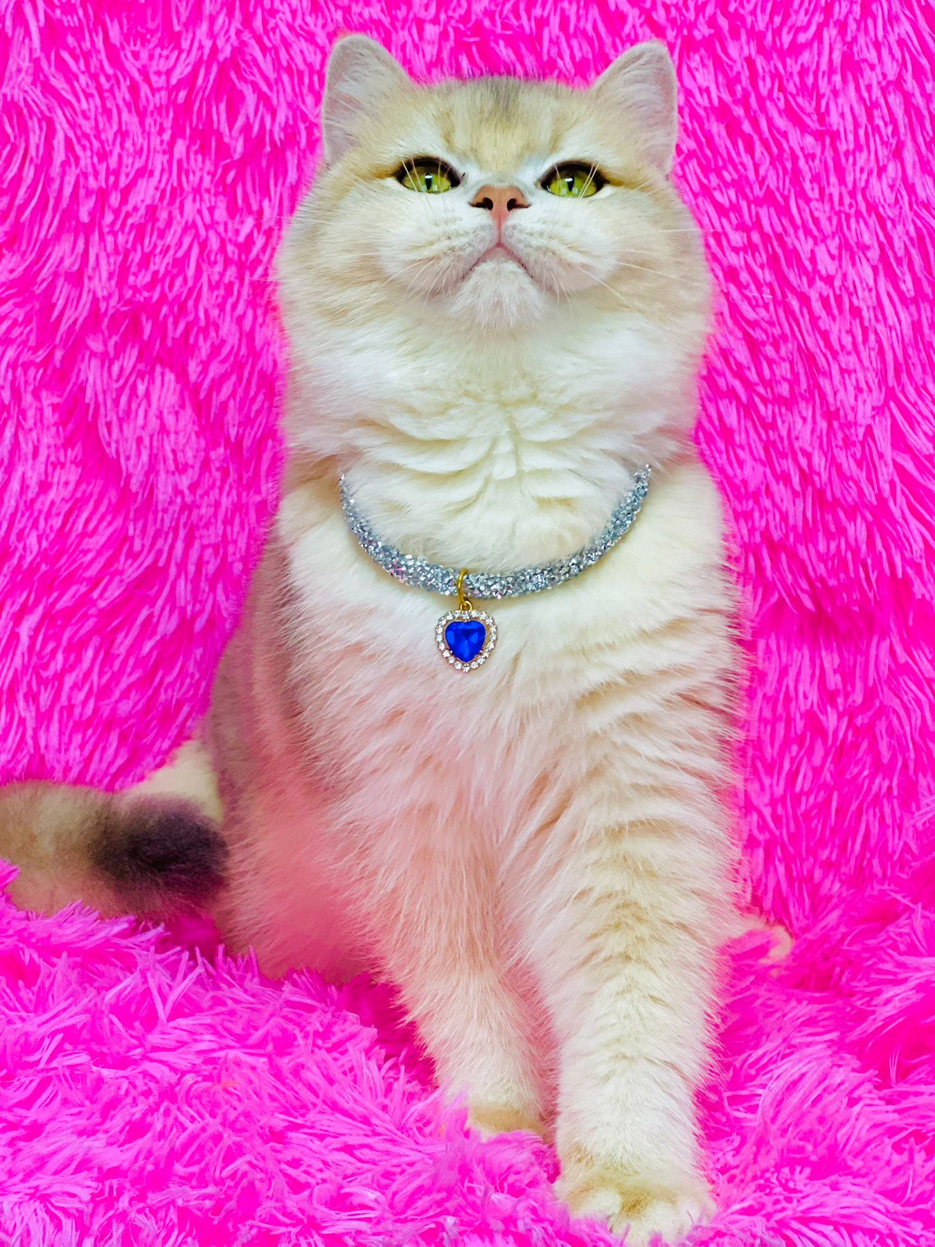 Британська золота шиншилла