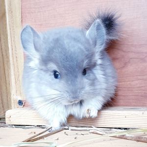 Маленький самец шиншиллы фиолетовая ангора