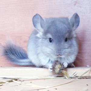 Маленький самец шиншиллы фиолетовая ангора