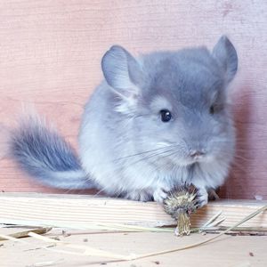 Маленький самец шиншиллы фиолетовая ангора