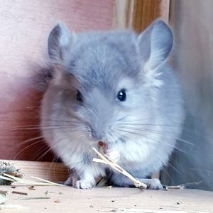 Маленький самец шиншиллы фиолетовая ангора