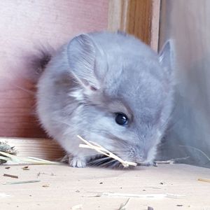 Маленький самец шиншиллы фиолетовая ангора