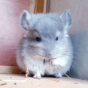 Маленький самец шиншиллы фиолетовая ангора