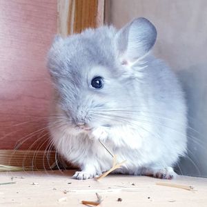 Маленький самец шиншиллы фиолетовая ангора