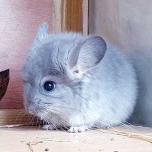 Маленький самец шиншиллы фиолетовая ангора